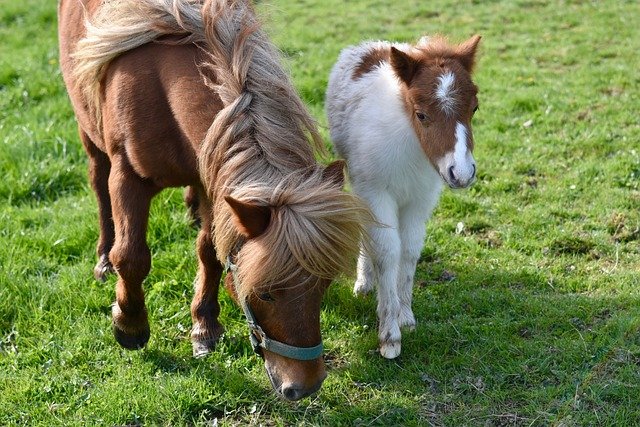 shetland pony, foal shetland, small horses, animals, pastures, shetland, nature, pony, pony-shetland, shetland pony jarod, shetland pony, shetland pony, shetland pony, shetland pony, shetland pony, shetland, pony, pony